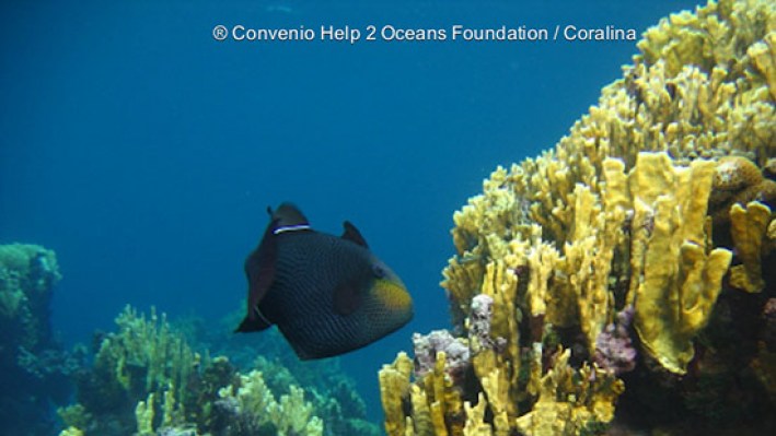 Triggerfishes (2)_793
